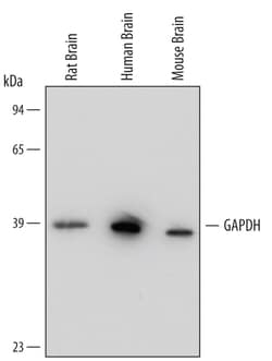 Human/Mouse/Rat GAPDH Antibody, R D Systems 25&mu;g; Unlabeled:Antibodies,