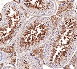 Human GAPDH-2 Antibody, R D Systems 25&mu;g; Unlabeled:Antibodies, Polyclonal