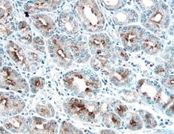 Human Gas6 Antibody, R D Systems 25&mu;g; Unlabeled:Antibodies, Polyclonal
