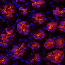 Human/Mouse Gastrokine 1 Antibody, R D Systems 25&mu;g; Unlabeled:Antibodies,