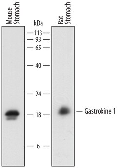 Human/Mouse Gastrokine 1 Antibody, R D Systems 25&mu;g; Unlabeled:Antibodies,