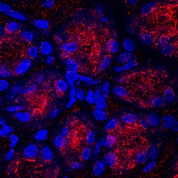 Mouse Gastrokine 1 Antibody, R D Systems 100ug; Unlabeled:Antibodies, Monoclonal