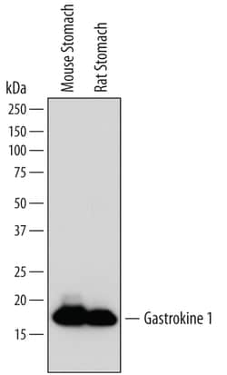 Mouse Gastrokine 1 Antibody, R D Systems 100ug; Unlabeled:Antibodies, Monoclonal
