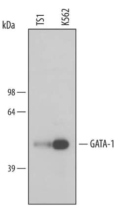 Human/Mouse GATA-1 Antibody, R D Systems 25&mu;g; Unlabeled:Antibodies,