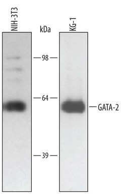 Human/Mouse GATA-2 Antibody, R D Systems 100&mu;g; Unlabeled:Antibodies,