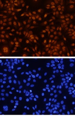 Human GATA-3 Antibody, R D Systems 25&mu;g; Unlabeled:Antibodies, Monoclonal