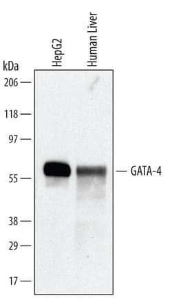 Human GATA-4 Antibody, R D Systems 100ug; Unlabeled:Antibodies, Monoclonal