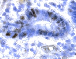 Human GATA-6 Antibody, R D Systems 100&mu;g; Unlabeled:Antikörper