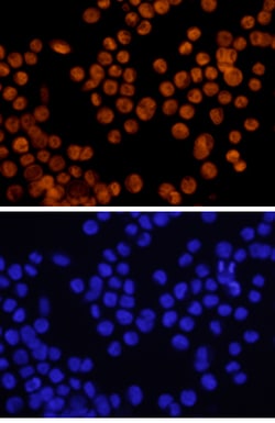 Human GATA-6 Biotinylated Antibody, R D Systems 50&mu;g; Biotin:Antibodies,