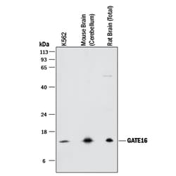 Human/Mouse/Rat GATE-16 Antibody, R D Systems 100&mu;g; Unlabeled:Antibodies,