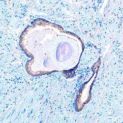 Human/Mouse/Rat GBL Antibody, R D Systems 25&mu;g; Unlabeled:Antibodies,