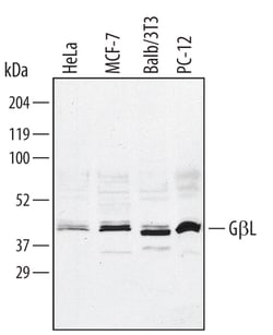 Human/Mouse/Rat GBL Antibody, R D Systems 25&mu;g; Unlabeled:Antibodies,