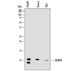 Human GCHFR Antibody, R D Systems 25&mu;g; Unlabeled:Antibodies, Monoclonal