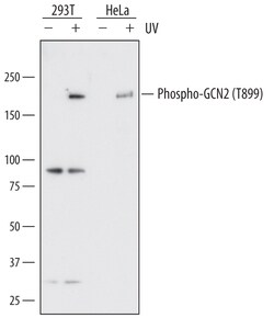 Human Phospho-GCN2 (T899) Antibody, R D Systems 100&mu;g; Unlabeled:Antibodies,