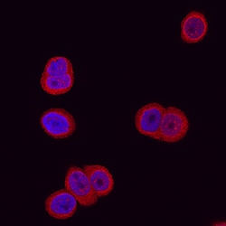 Human Glucosaminyl (N-acetyl) Transferase 1/GCNT1 Antibody, R D Systems
