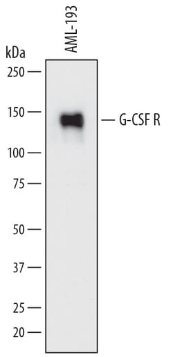 Human G-CSFR/CD114 Antibody, R D Systems 25&mu;g; Unlabeled:Antibodies,