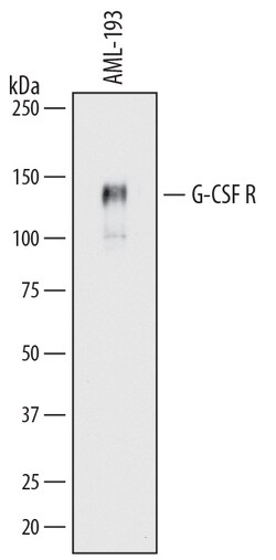 Human G-CSFR/CD114 Antibody, R D Systems 25&mu;g; Unlabeled:Antibodies,