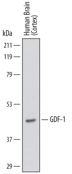 Human GDF-1 Antibody, R D Systems 25&mu;g; Unlabeled:Antibodies, Monoclonal