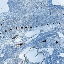 Human/Mouse GDF-11/BMP-11 Antibody, R D Systems 100&mu;g:Antibodies, Polyclonal