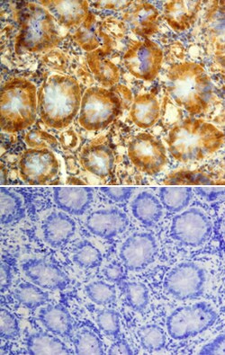 Human GDF-11/BMP-11 Antibody, R D Systems 25&mu;g; Unlabeled:Antibodies,