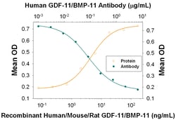 Human GDF-11/GDF-8 Antibody, R D Systems 100ug; Unlabeled:Antikörper