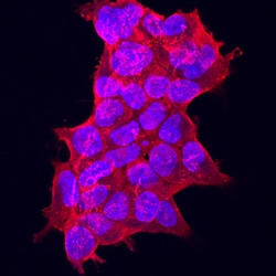 Human GDF-11/BMP-11 Antibody, R D Systems 100&mu;g; Unlabeled:Antibodies,
