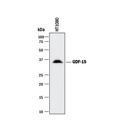 Human GDF-15 Antibody, R D Systems 25 &mu;g | Buy Online | R&D Systems | Fisher Scientific