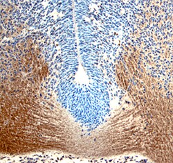 Human/Mouse/Rat GDF-8/Myostatin Antibody, R D Systems 25&mu;g; Unlabeled:Antibodies,