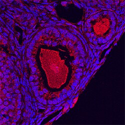 Mouse/Hamster GDF-9 Antibody, R D Systems 25&mu;g; Unlabeled:Antibodies,