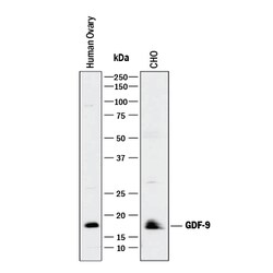 Mouse/Hamster GDF-9 Antibody, R D Systems 25&mu;g; Unlabeled:Antibodies,