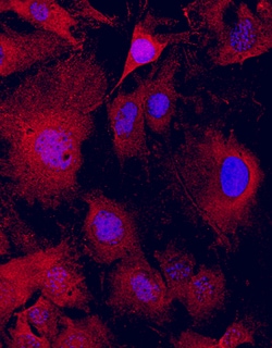 Human/Mouse GDPD2 Antibody, R D Systems 100ug; Unlabeled:Antibodies, Monoclonal