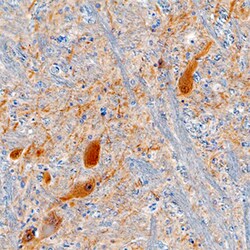 Human/Mouse Gephyrin/GPHN Antibody, R D Systems 25&mu;g; Unlabeled:Antibodies,