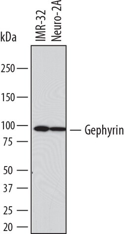 Human/Mouse Gephyrin/GPHN Antibody, R D Systems 25&mu;g; Unlabeled:Antibodies,