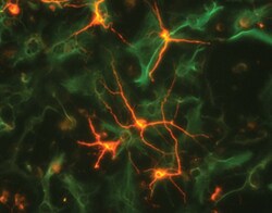 Human/Rat GFAP Antibody, R D Systems 25 &mu;g | Buy Online | R&D Systems | Fisher Scientific