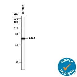Human/Rat GFAP Antibody, R D Systems 25 &mu;g | Buy Online | R&D Systems | Fisher Scientific