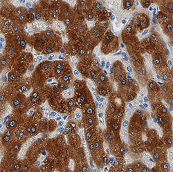 Human GFER/ALR Antibody, R D Systems 25&mu;g; Unlabeled:Antibodies, Monoclonal