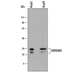 Human GFER/ALR Antibody, R D Systems 25&mu;g; Unlabeled:Antibodies, Monoclonal