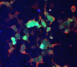 GFP Antibody, R D Systems 100 &mu;g | Buy Online | R&D Systems | Fisher Scientific