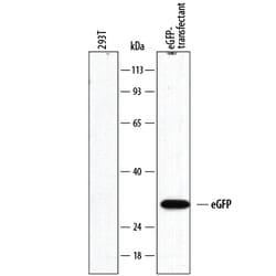 GFP Antibody, R D Systems 25&mu;g; Unlabeled:Antibodies, Monoclonal