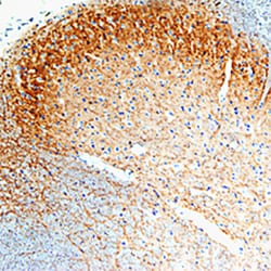 Rat GFR alpha-1/GDNF R alpha-1 Antibody, R D Systems 100&mu;g; Unlabeled:Antibodies,