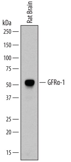 Rat GFR alpha-1/GDNF R alpha-1 Antibody, R D Systems 100&mu;g; Unlabeled:Antibodies,