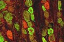 Rat GFR alpha-1/GDNF R alpha-1 Biotinylated Antibody, R D Systems 50&mu;g;