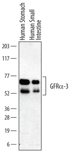 Human GFR alpha-3/GDNF R alpha-3 Antibody, R D Systems 100&mu;g; Unlabeled:Antibodies,