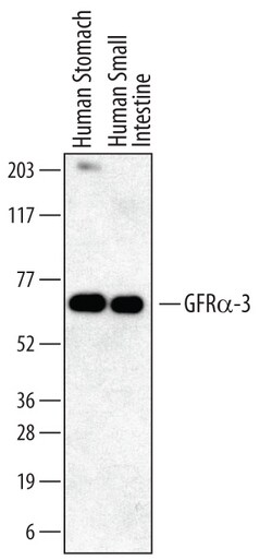 Human GFR alpha-3/GDNF R alpha-3 Antibody, R D Systems 500ug; Unlabeled:Antibodies,