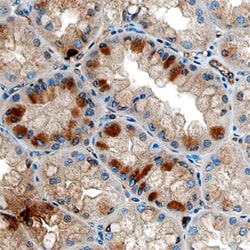 Human/Mouse Ghrelin Antibody, R D Systems 100ug; Unlabeled:Antibodies,