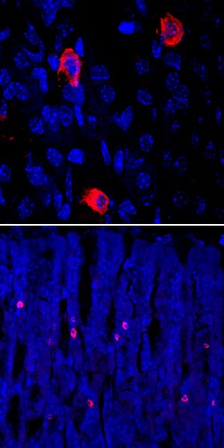 Human Ghrelin/Obestatin Antibody, R D Systems 100ug; Unlabeled:Antibodies,