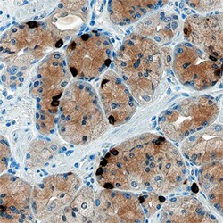 Human Ghrelin/Obestatin Antibody, R D Systems 100ug; Unlabeled:Antibodies,