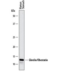Human Ghrelin/Obestatin Antibody, R D Systems 100ug; Unlabeled:Antibodies,