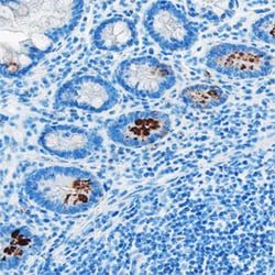 Human Acylated Ghrelin Antibody, R D Systems 100&mu;g:Antibodies, Monoclonal