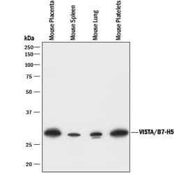 Mouse VISTA/B7-H5/PD-1H Antibody, R D Systems 100ug; Unlabeled:Antibodies,